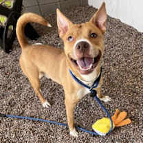 adopt-pet