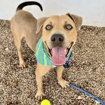 adopt-pet