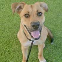 adopt-pet