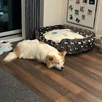 adopt-pet