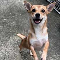 adopt-pet