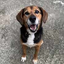 adopt-pet