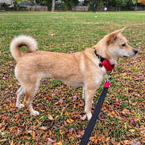 adopt-pet
