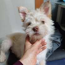 adopt-pet
