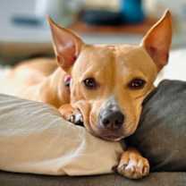 Thumbnail photo of Lily #1