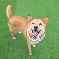adopt-pet