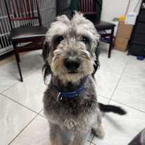 Thumbnail photo of Milo #1