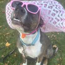 adopt-pet