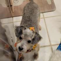 adopt-pet
