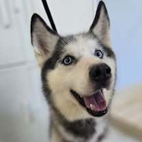 Thumbnail photo of Blue #1