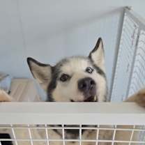 Thumbnail photo of Blue #3