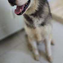 Thumbnail photo of Blue #2