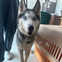 Thumbnail photo of Blue #4