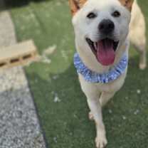 adopt-pet
