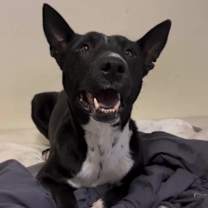 adopt-pet