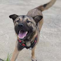 adopt-pet