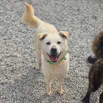 adopt-pet