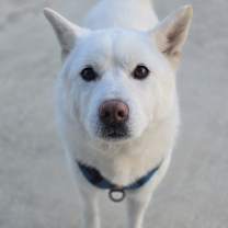 adopt-pet