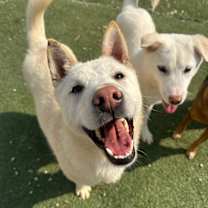 adopt-pet