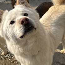 adopt-pet