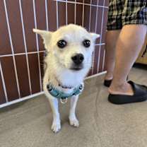 adopt-pet