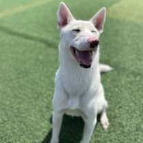 Thumbnail photo of Pinko #4