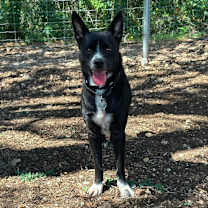 Thumbnail photo of Cooper #1