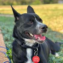 Thumbnail photo of Cooper #2