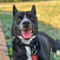 Thumbnail photo of Cooper #3