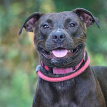 Thumbnail photo of Nassau #3