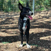 Thumbnail photo of Cooper #4