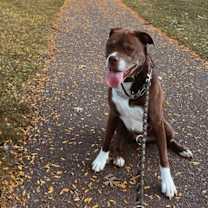 Thumbnail photo of Ginger #1