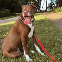 Thumbnail photo of Ginger #2