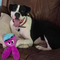 Thumbnail photo of Panda #3