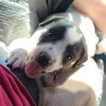 adopt-pet