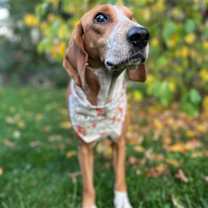 adopt-pet