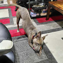 Thumbnail photo of Siren #3