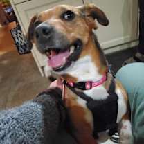adopt-pet
