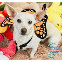 Thumbnail photo of Zorro #3