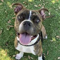 adopt-pet