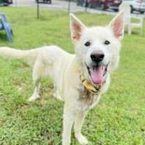 Thumbnail photo of BUFFALO #1