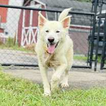 Thumbnail photo of BUFFALO #3