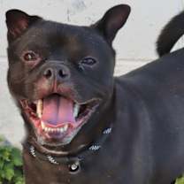 Thumbnail photo of Pearl #1