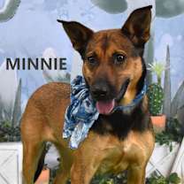 Thumbnail photo of Minnie #1