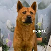 Thumbnail photo of Prince  #1
