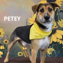 Thumbnail photo of Petey  #3