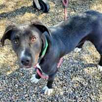adopt-pet