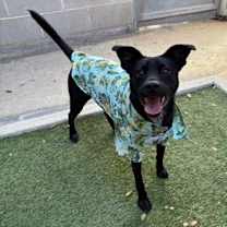 Thumbnail photo of CHANDLER #1