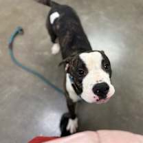 adopt-pet