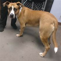 adopt-pet